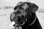 un beau cane corso