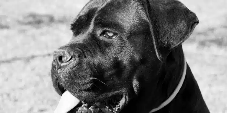 un beau cane corso