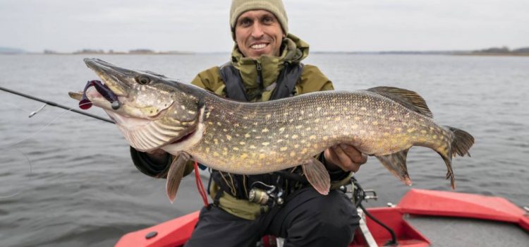 Comment pêcher le carnassier ?