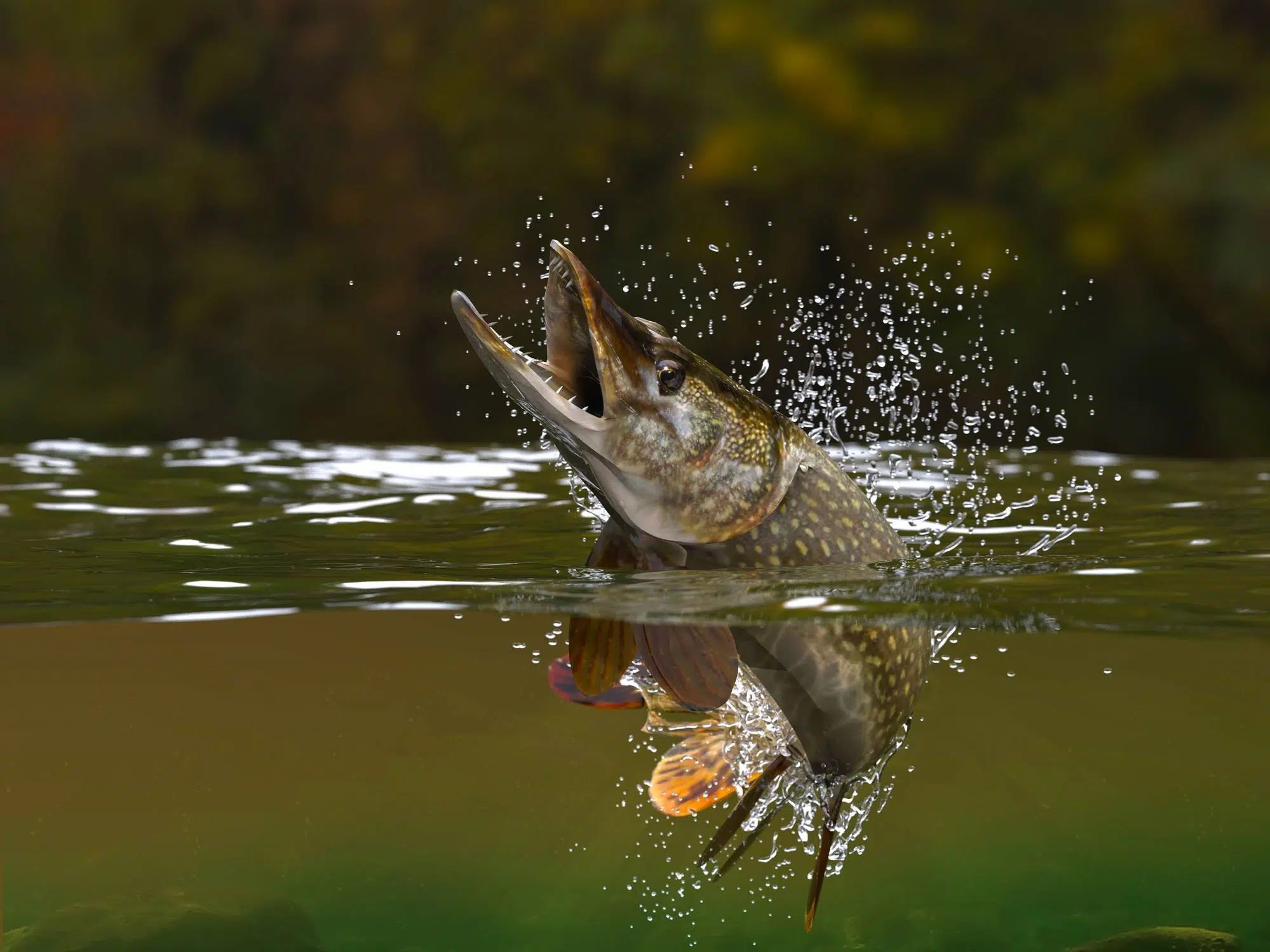 pêche carnassier