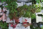 plantes dans des pots en béton