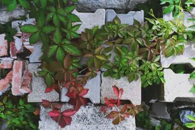 plantes dans des pots en béton