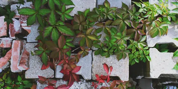 plantes dans des pots en béton