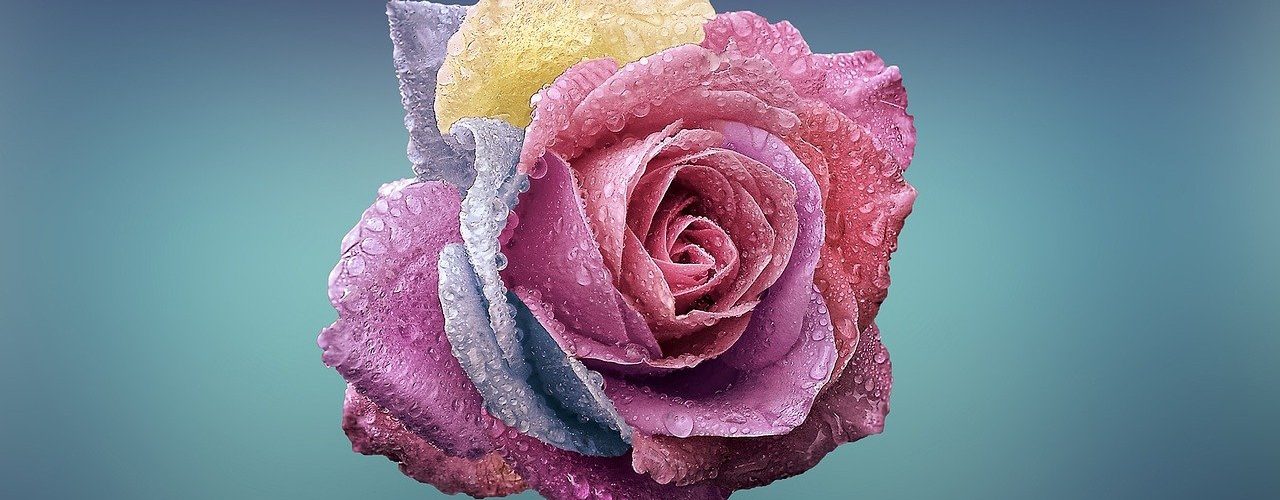 La rose du conte la Belle et la Bête