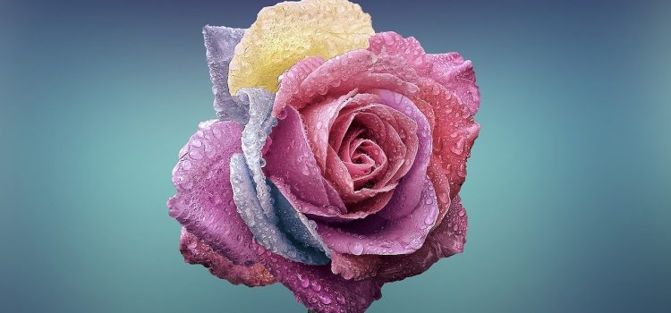 La rose du conte la Belle et la Bête