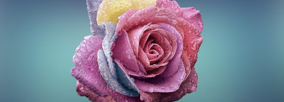 La rose du conte la Belle et la Bête