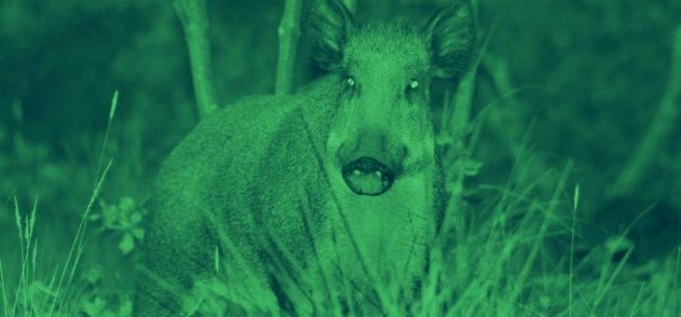 Zoom sur l’optique de vision nocturne