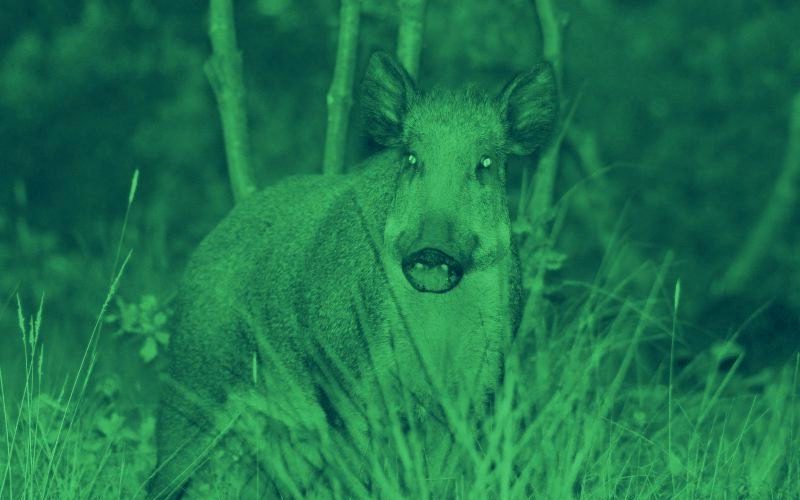 Zoom sur l’optique de vision nocturne